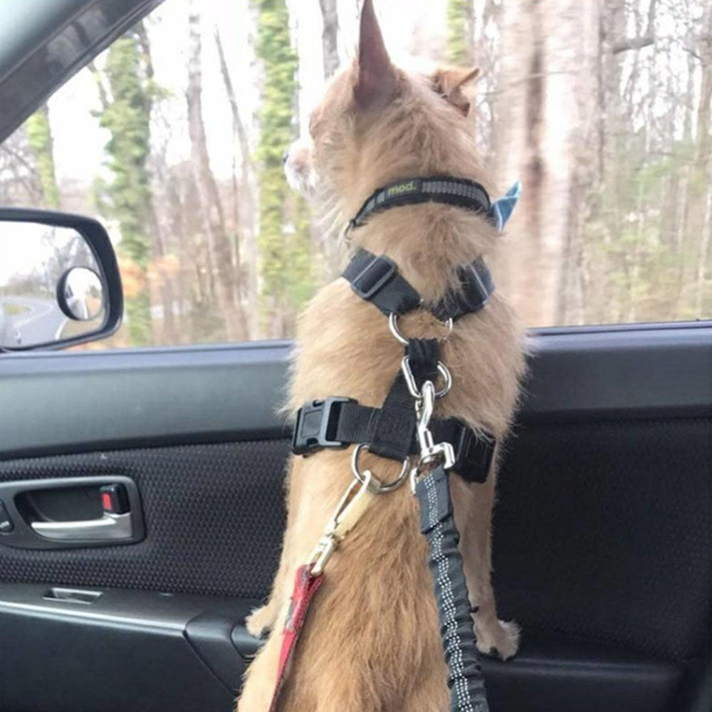 Adjustable Dog Seat Belt in Car | Confetti Living