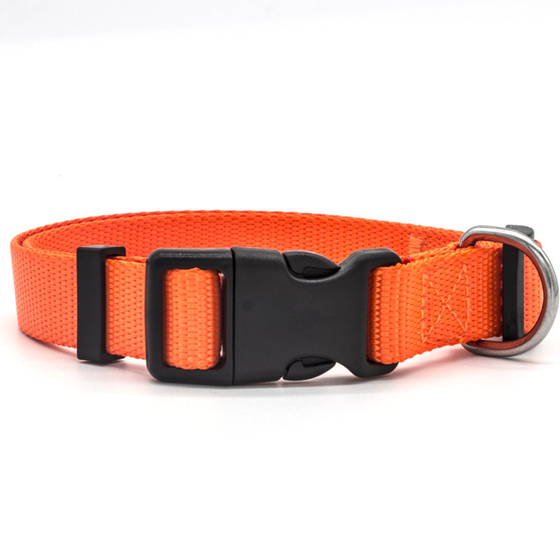 Colourful Pet Collar in Orange | Confetti Living